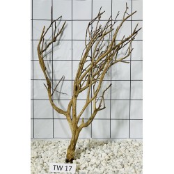 Talawa wood 17