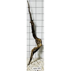 Mangrovewood 309
