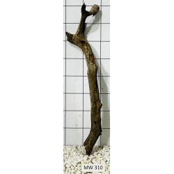 Mangrovewood 310