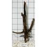Mangrovewood 312