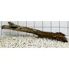 Mangrovewood 315