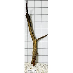 Mangrovewood 319