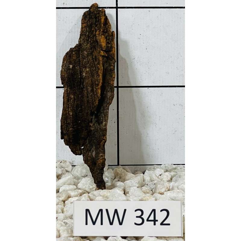 Mangrovewood 342