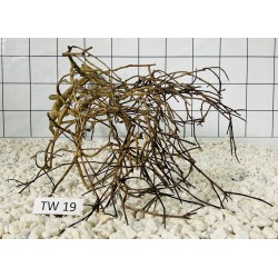 Talawa wood 19