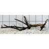 Mangrovewood 353