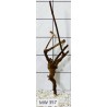 Mangrovewood 357