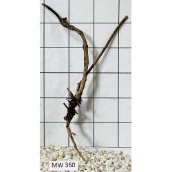 Mangrovewood 360