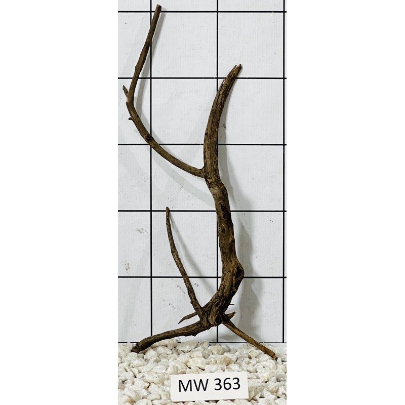 Mangrovewood 363