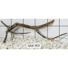 Mangrovewood 363