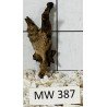 Mangrovewood 387
