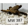 Mangrovewood 387