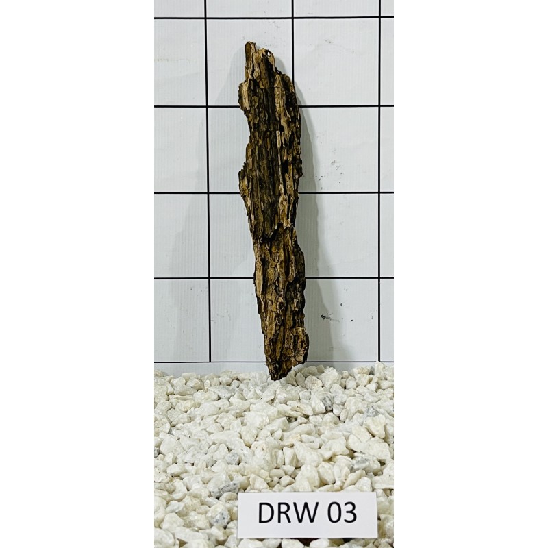 Dragonwood 03