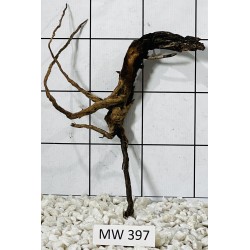 Mangrovewood 397