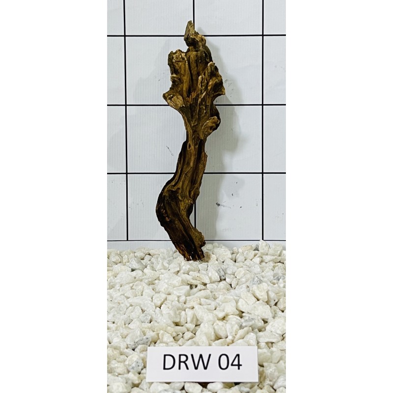 Dragonwood 04