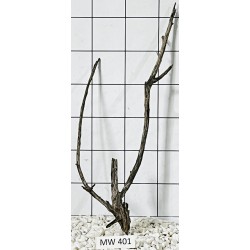 Mangrovewood 401