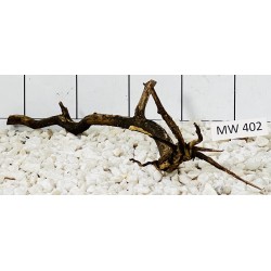 Mangrovewood 402