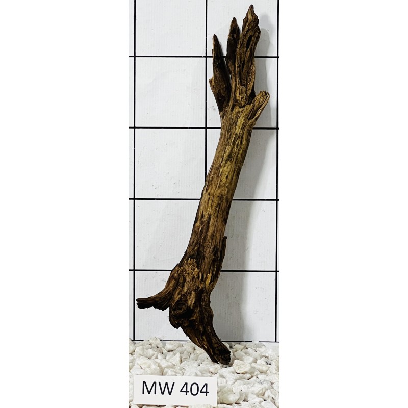 Mangrovewood 404
