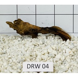 Dragonwood 04