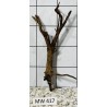 Mangrovewood 417