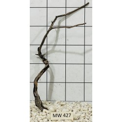 Mangrovewood 427