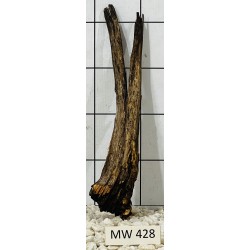 Mangrovewood 428