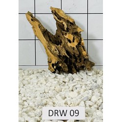 Dragonwood 09