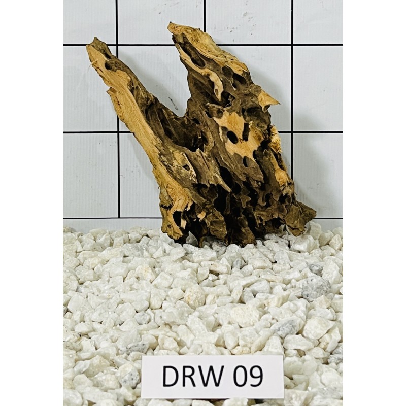 Dragonwood 09