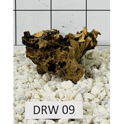Dragonwood 09