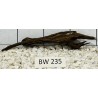 Bogwood 235