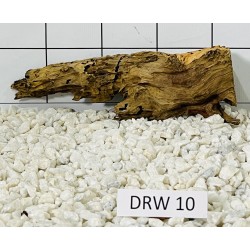 Dragonwood 10