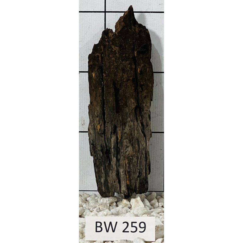 Bogwood 259