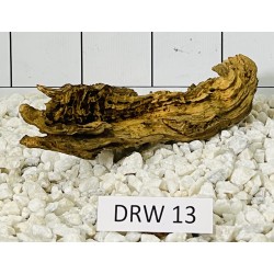 Dragonwood 13
