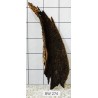 Bogwood 274