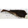 Bogwood 274