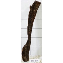 Bogwood 275