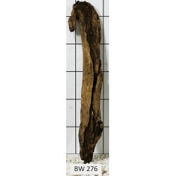 Bogwood 276