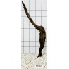 Bogwood 301
