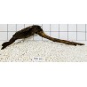 Bogwood 301
