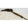 Bogwood 301