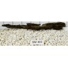 Bogwood 303