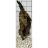 Bogwood 304