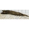 Bogwood 305