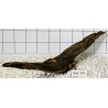 Bogwood 341
