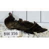 Bogwood 356