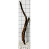 Bogwood 371