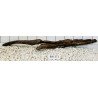 Bogwood 371