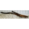 Bogwood 371