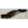 Bogwood 374