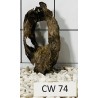 Corbo wood 74