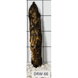 Dragonwood 66